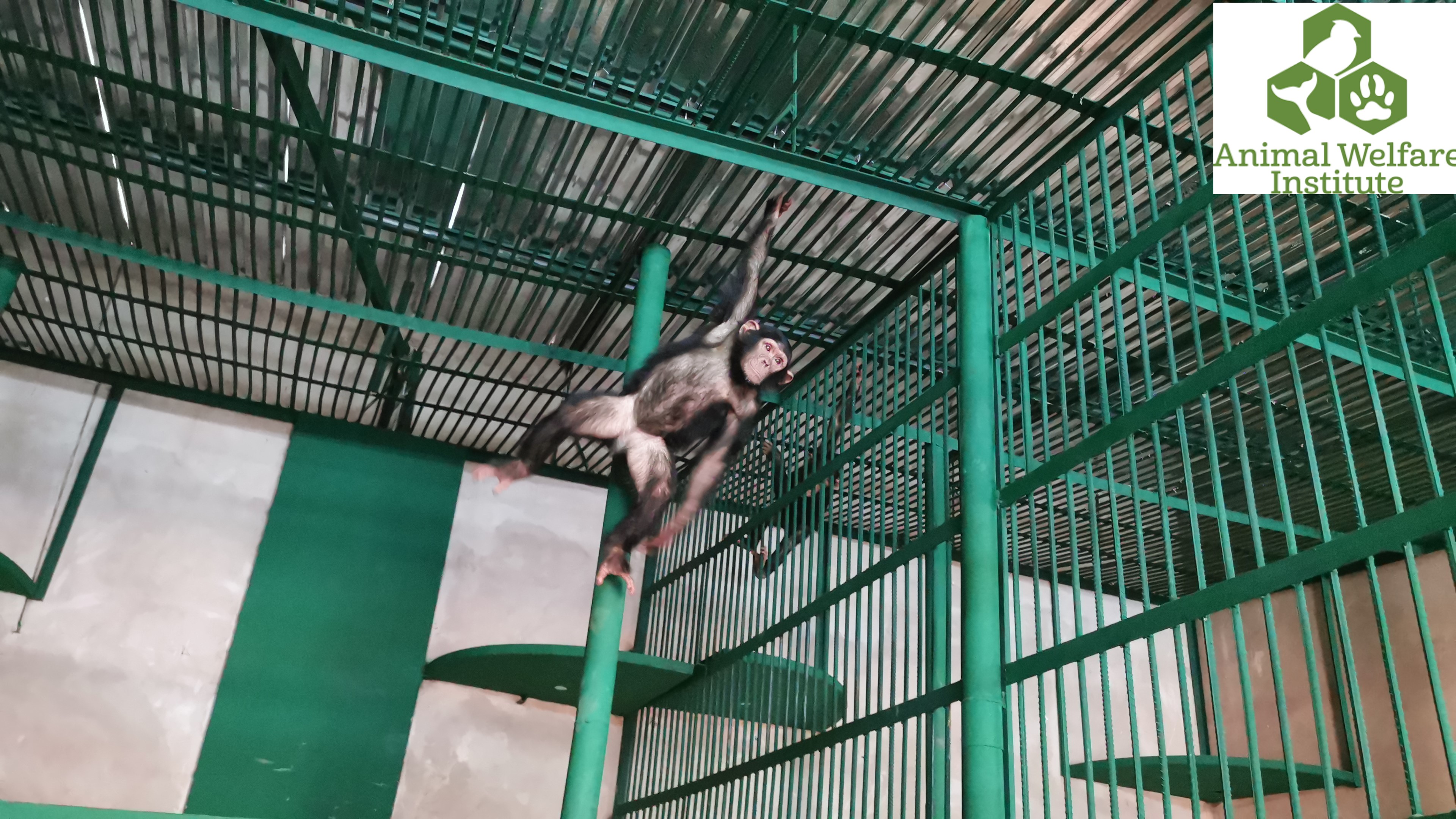 A Nursery for chimpanzees thanks to the ANIMAL WELFARE INSTITUTE