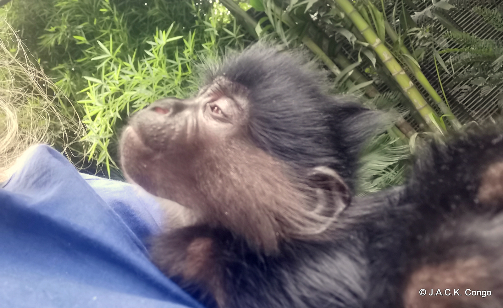 NADI the mangabey with fractured hips