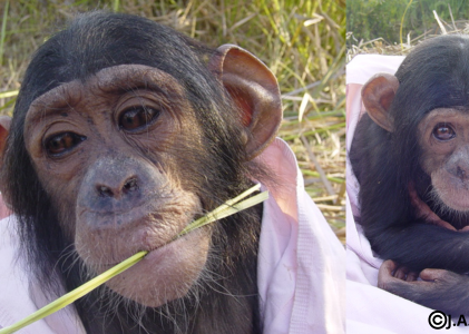 CHITA, one of the oldest chimpanzees at J.A.C.K.