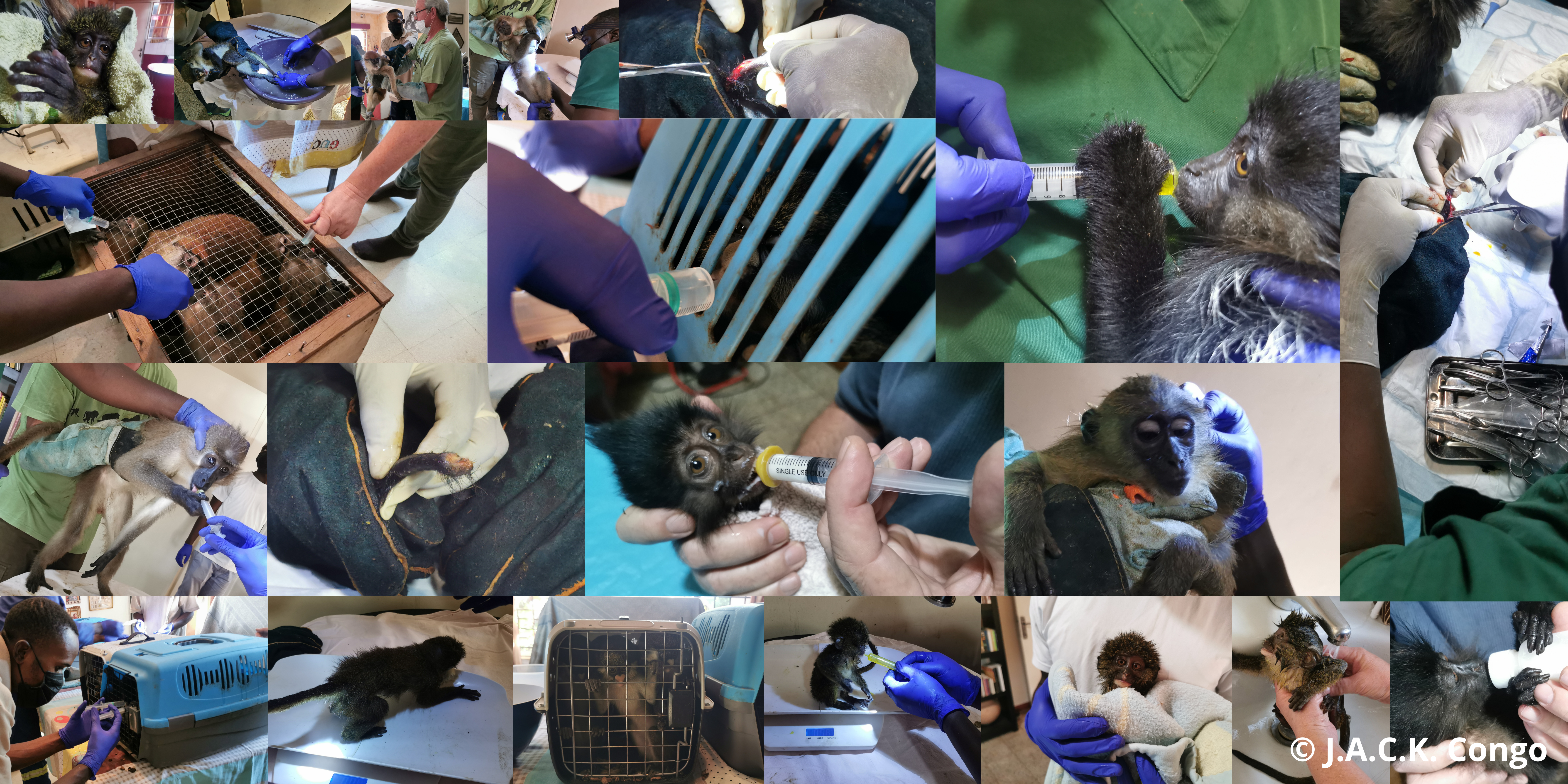 Mission Lodja 4: J.A.C.K. rescues 23 primates