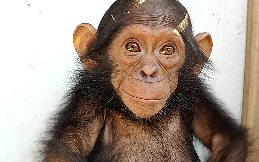 A new seizure: a chimp living in a 4×4 car !
