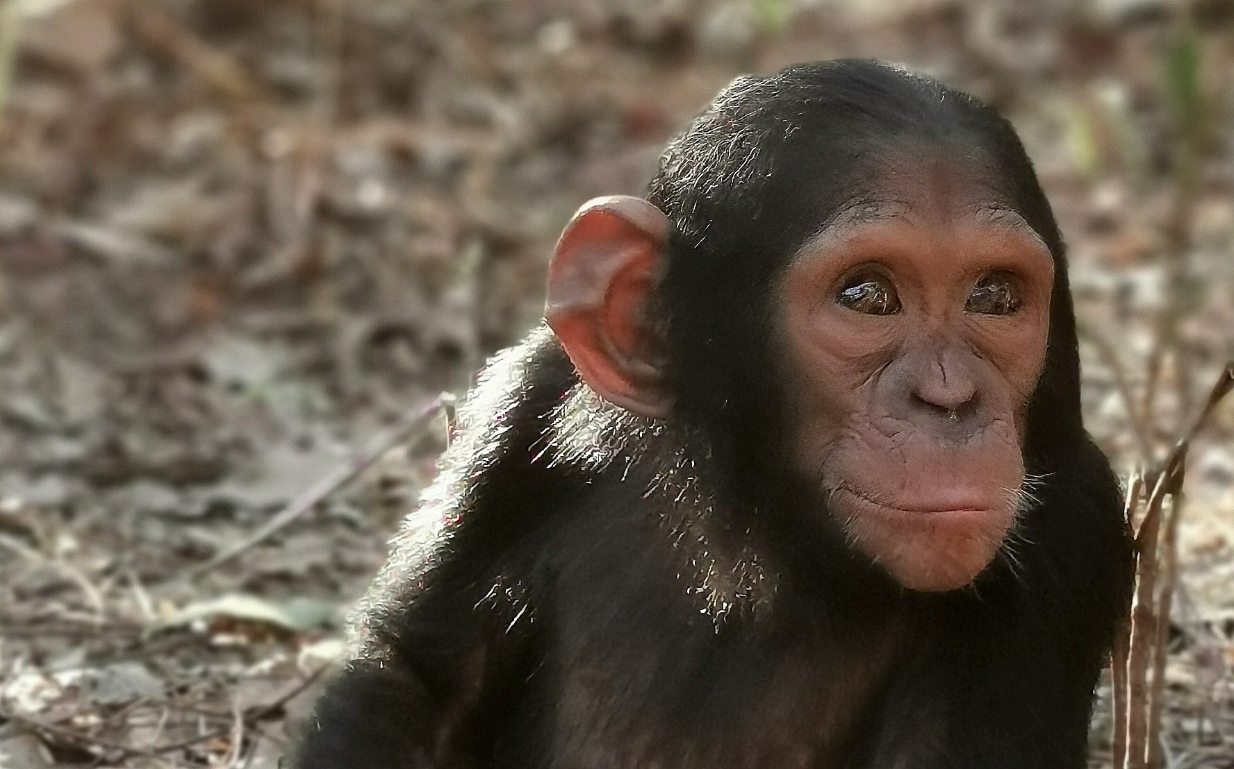 Curious chimps