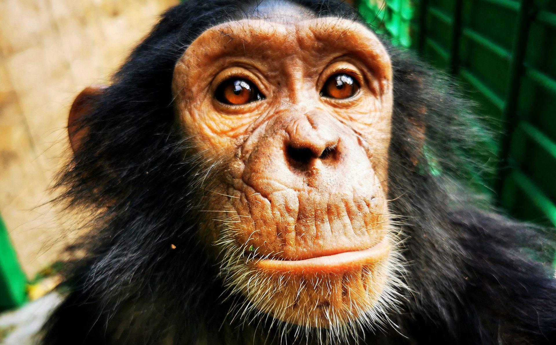 Tommy, baby chimp with osteomyelitis
