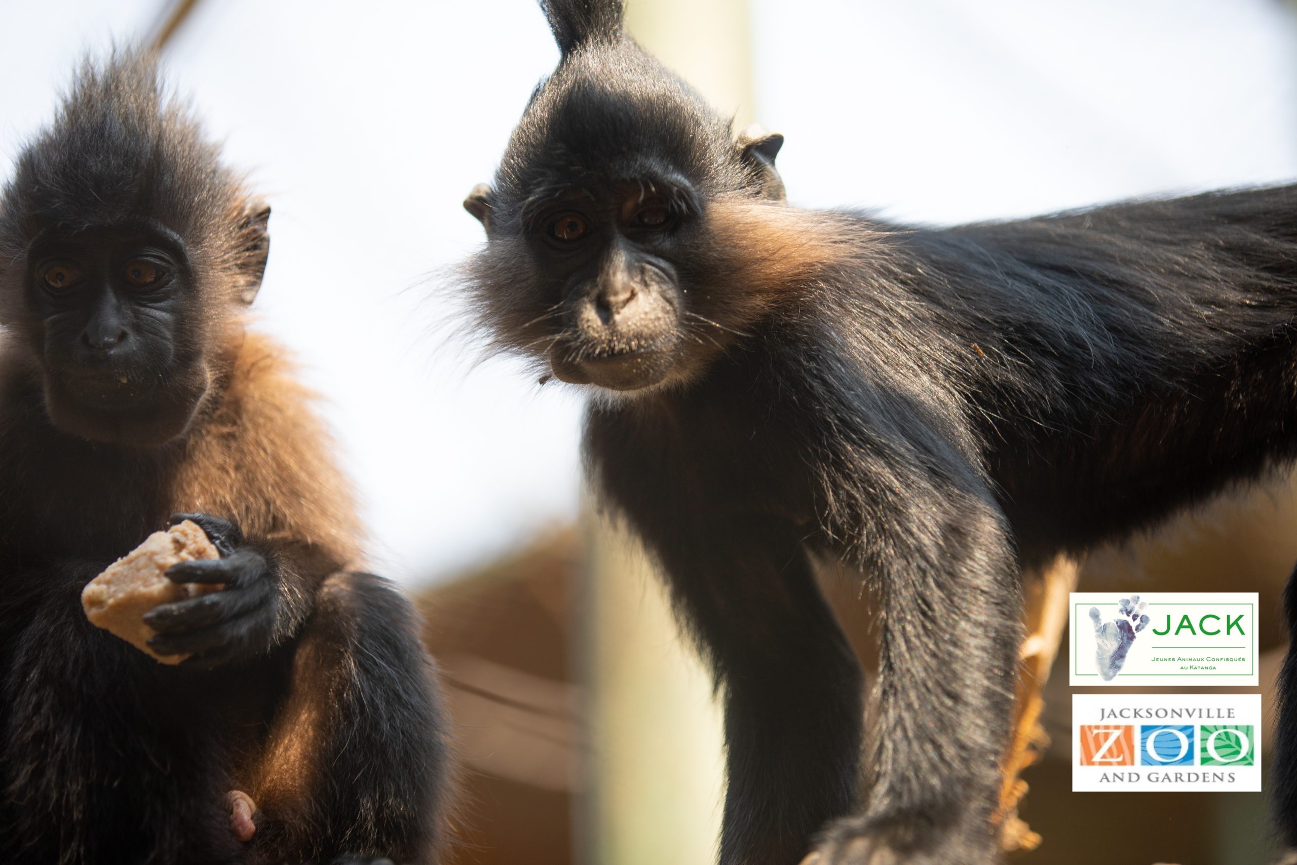 Thanks to JACKSONVILLE ZOO & GARDENS for the building of a nursery for young primates