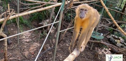 Repatriation of the 20 monkeys confiscated in Zimbabwe: 3 years later