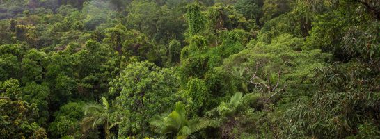 June 22 – World Rainforest Day