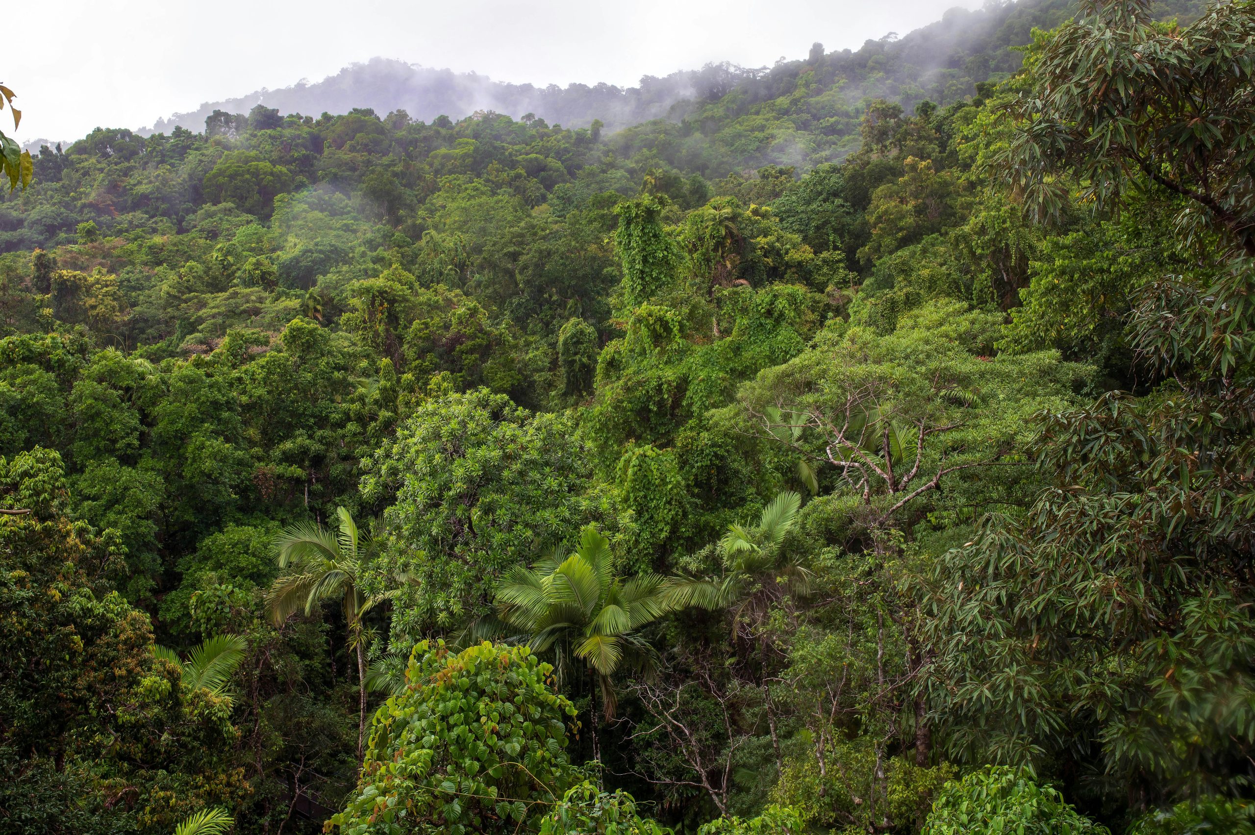 June 22 – World Rainforest Day
