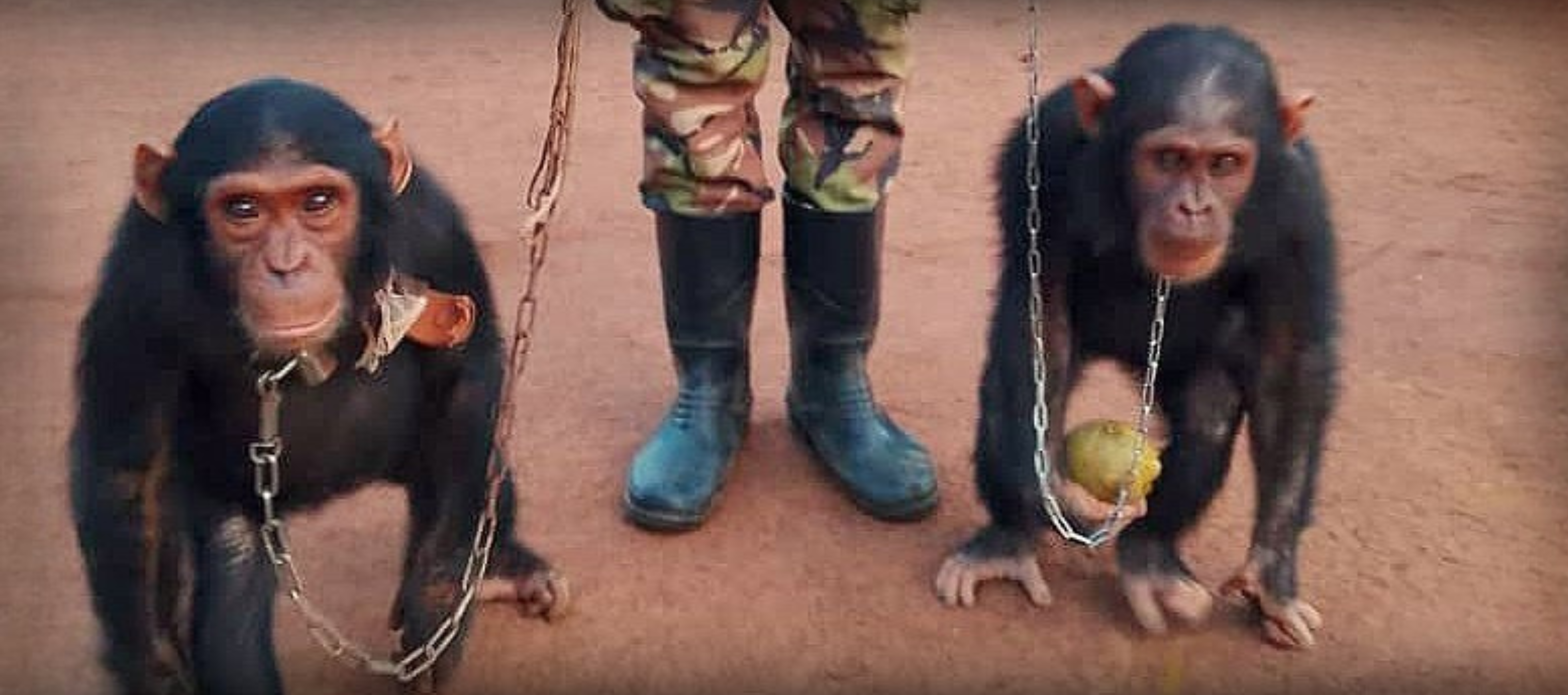 TAMI & LUCY – chained and hopeless