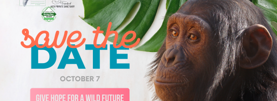J.A.C.K. – a small team making a big impact for great apes