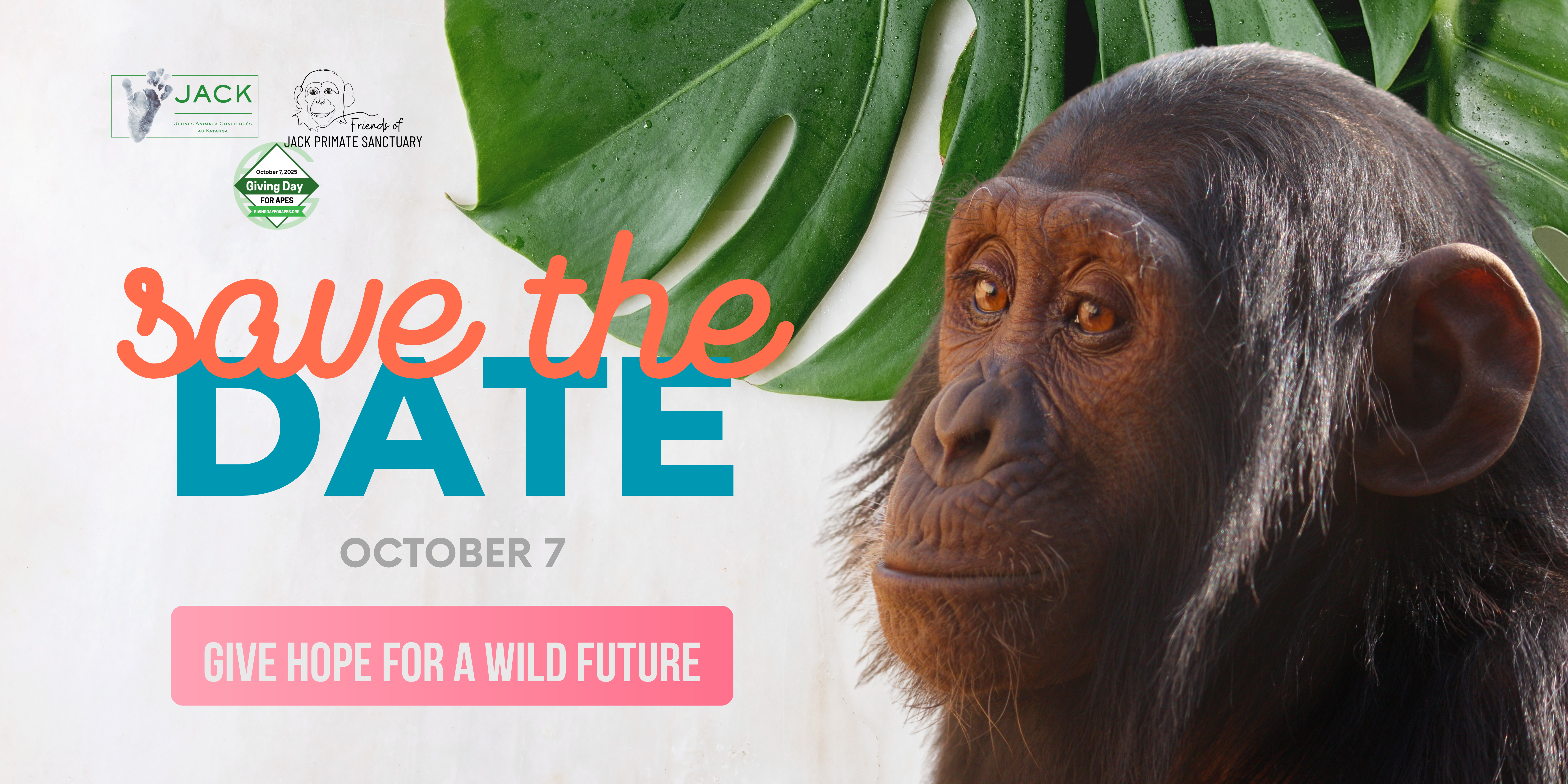 J.A.C.K. – a small team making a big impact for great apes