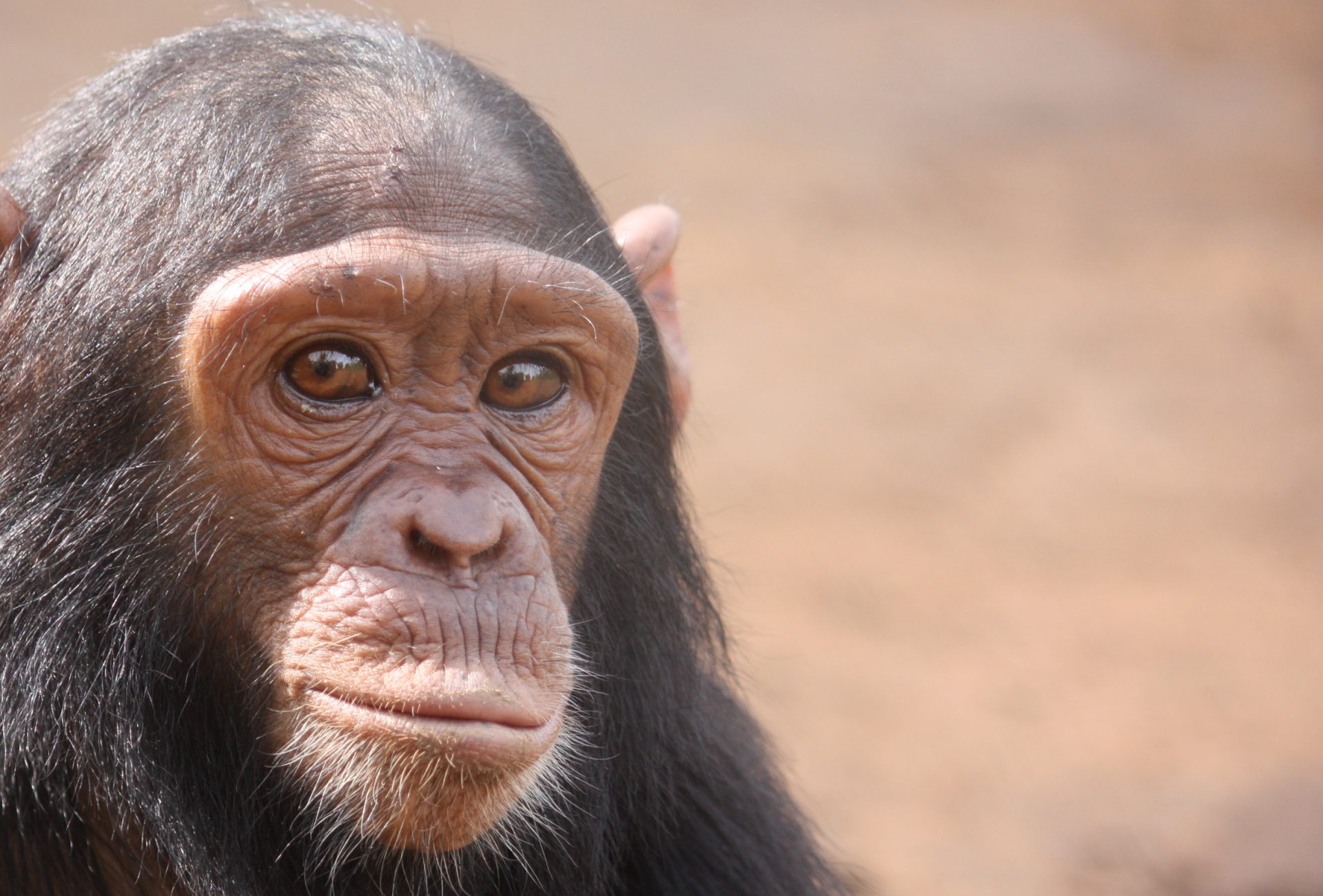 Happy chimpanzees