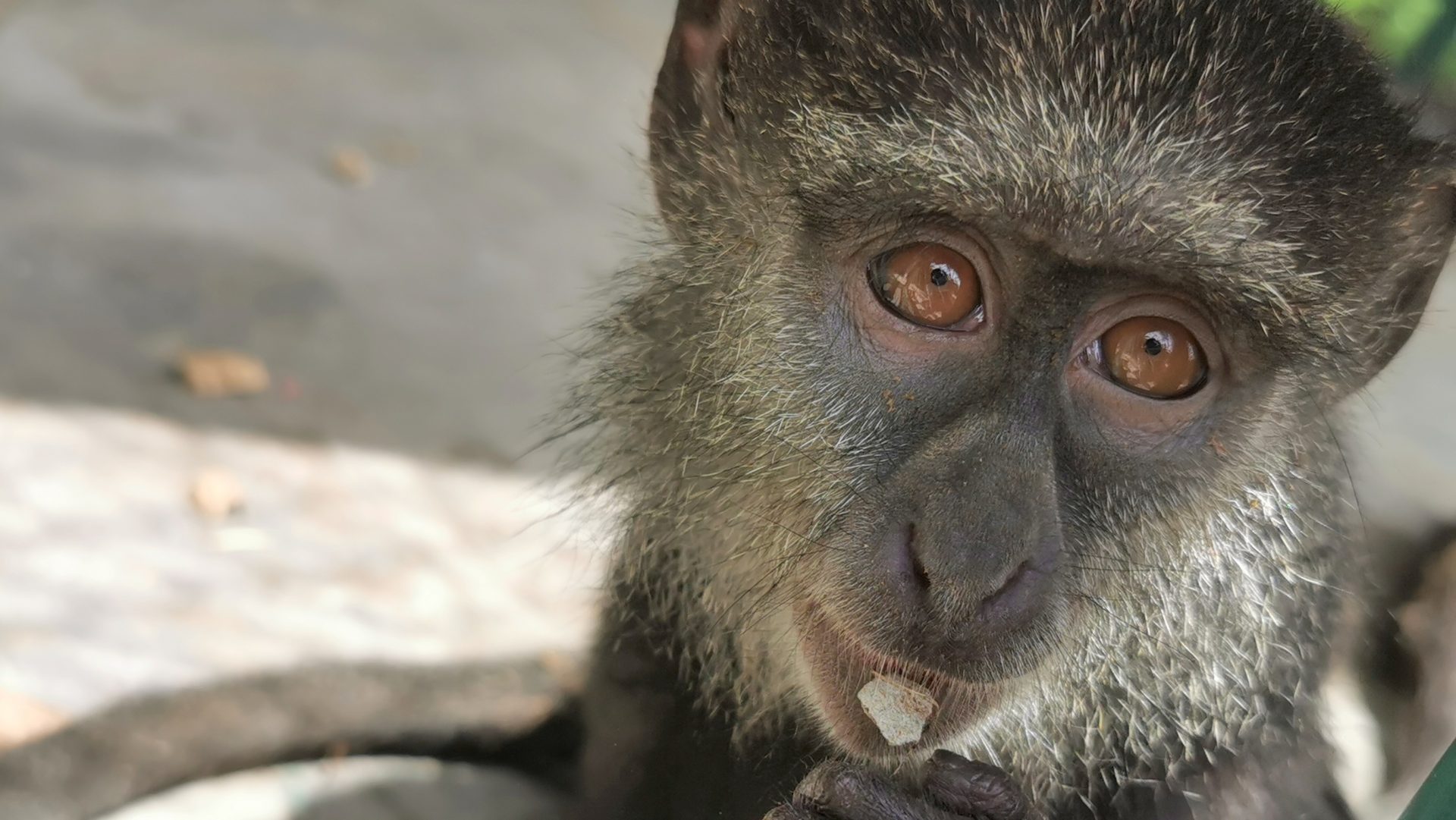 Rescue 25 of  primates – works (part 5)