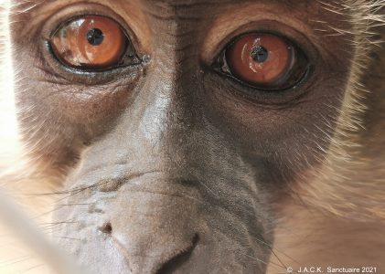 Updates on the monkeys repatriated from Zimbabwe