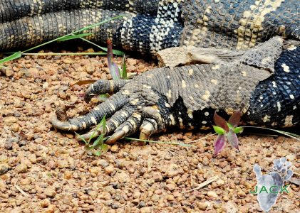 “Kipling”, the rescued monitor lizard put back into the wild