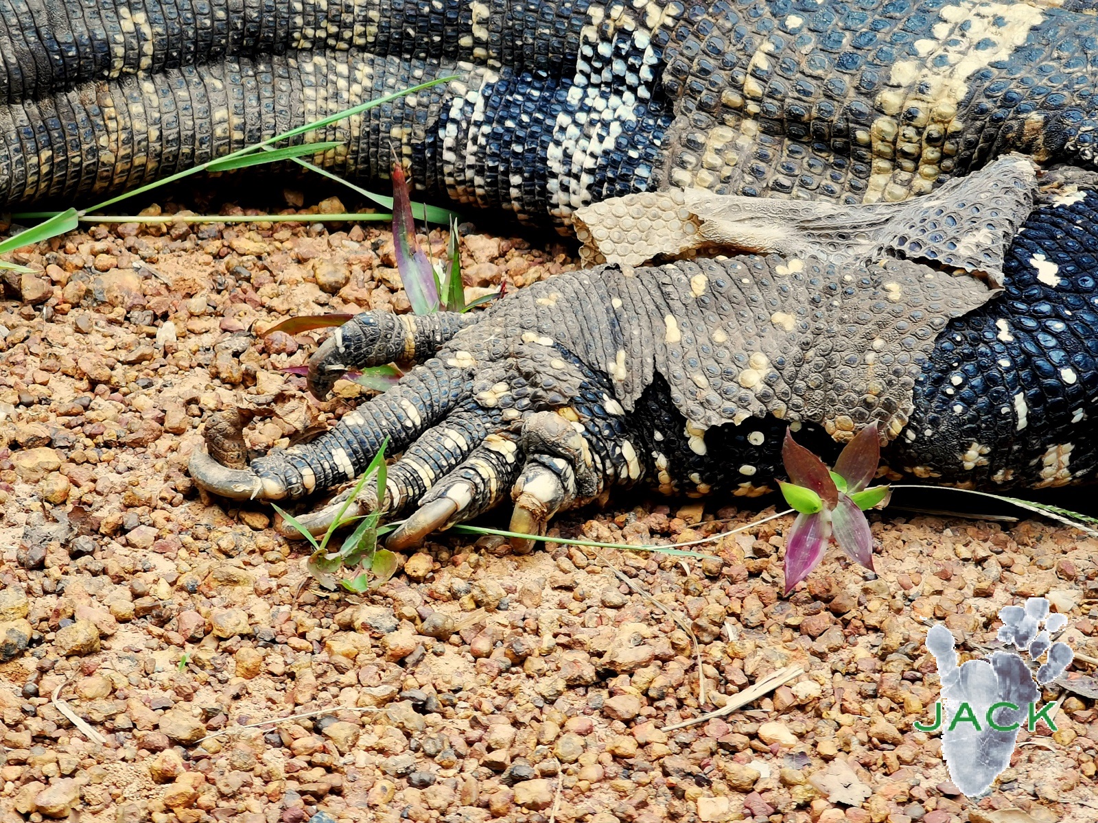 « Kipling », the rescued monitor lizard put back into the wild