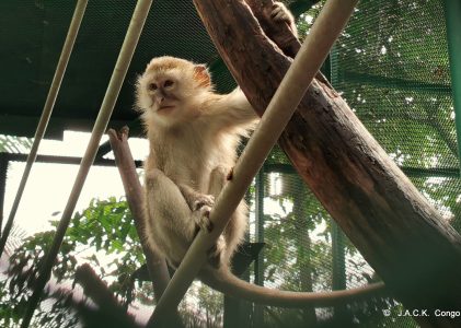 The rescued vervets are enjoyng their new life