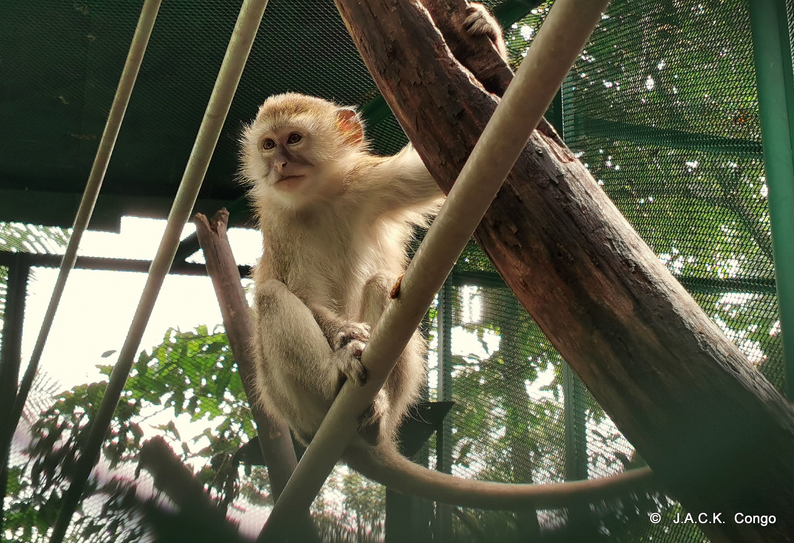 The rescued vervets are enjoyng their new life