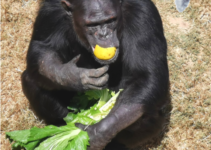 Wimbi likes fruits