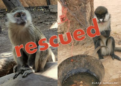 Two monkey rescues in two days!