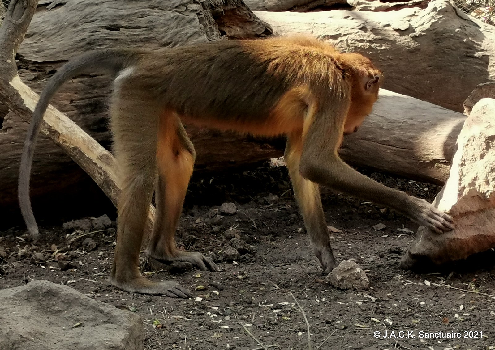 Golden bellies LOVE termites!