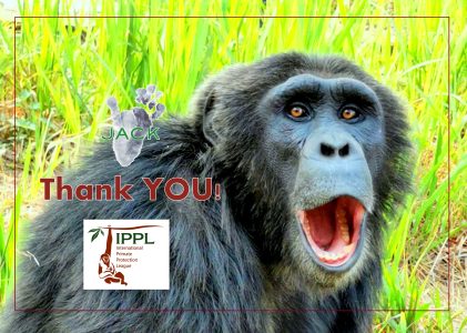 IPPL supports J.A.C.K. chimpanzees in these stressful times of the pandemic