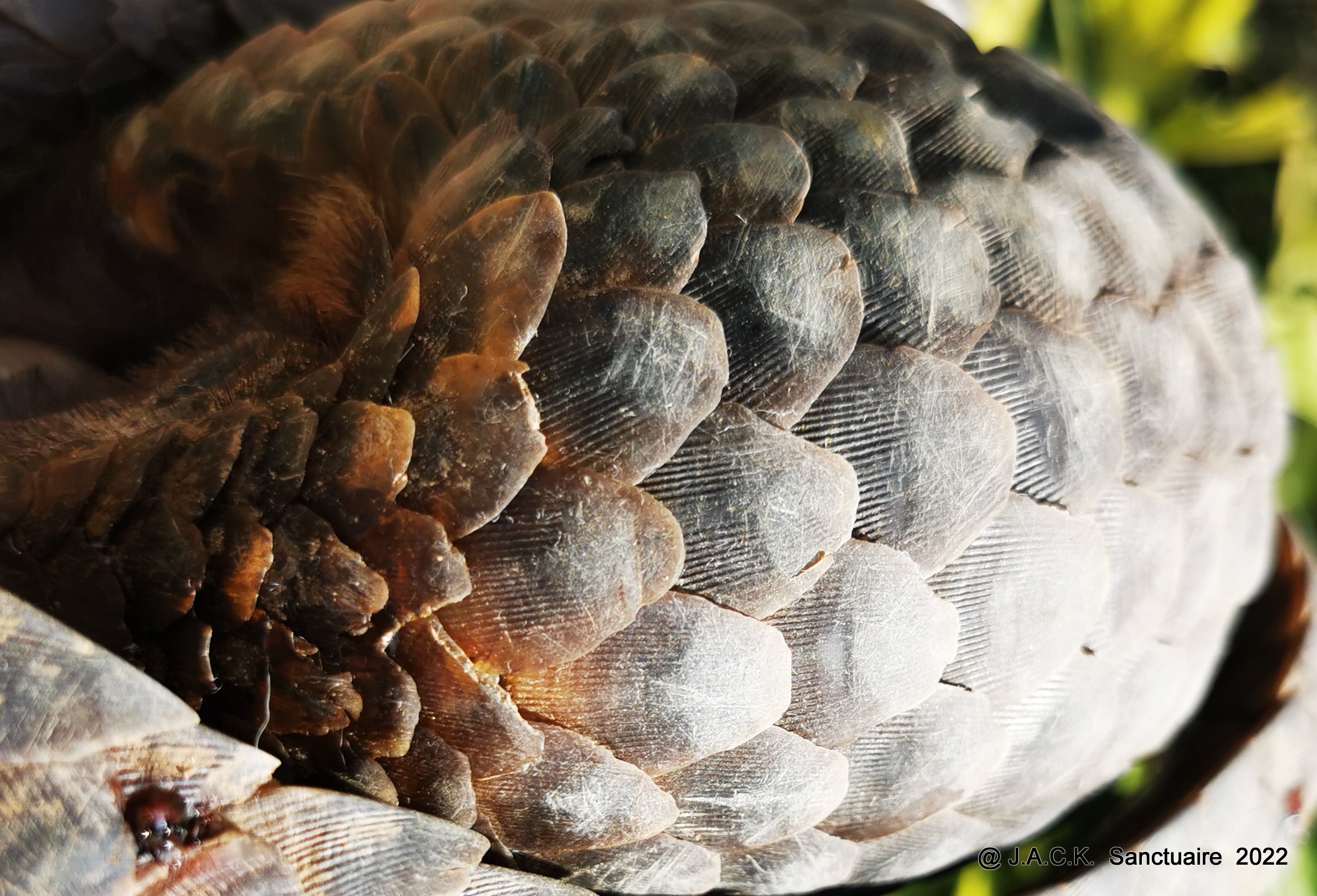 First rescue of 2022: a  female pangolin