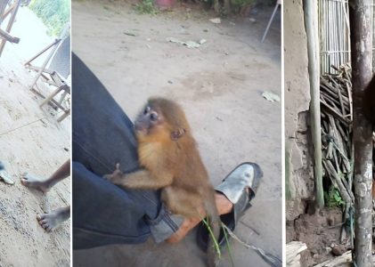 Imminent rescue of 23 monkeys abused by man