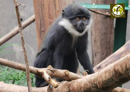 GAIA NATURE FUND offer new outside facilities for the cercopithecus