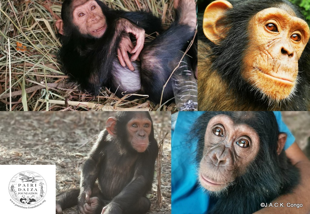 PAIRI DAIZA FOUNDATION: A Nursery building for Chimpanzees
