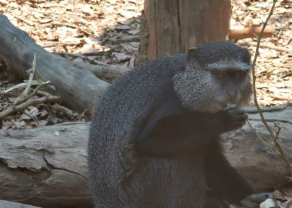 Cercopithecus enclosures thanks to Zoo de la Palmyre