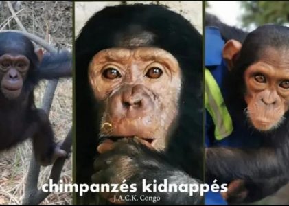 Abduction of baby chimpanzees