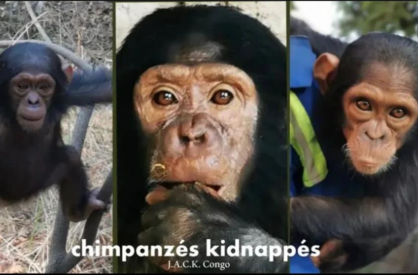 Abduction of baby chimpanzees