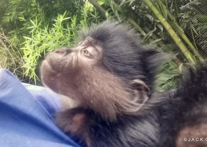 NADI the mangabey with fractured hips