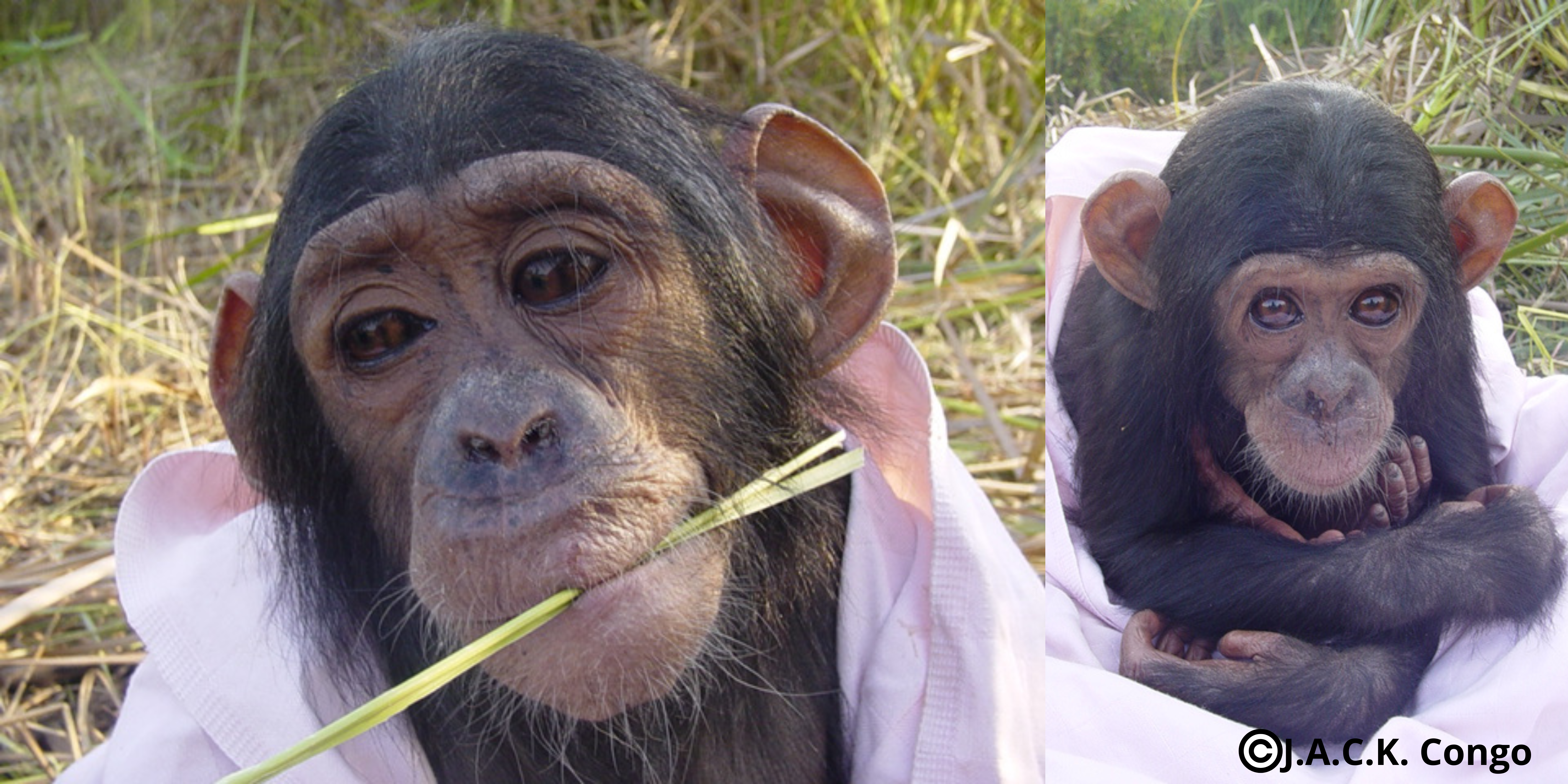 CHITA, one of the oldest chimpanzees at J.A.C.K.