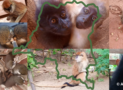 J.A.C.K Primate Sanctuary – One of the last bastions before extinction