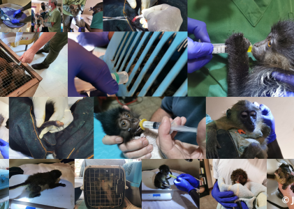 Mission Lodja 4: J.A.C.K. rescues 23 primates