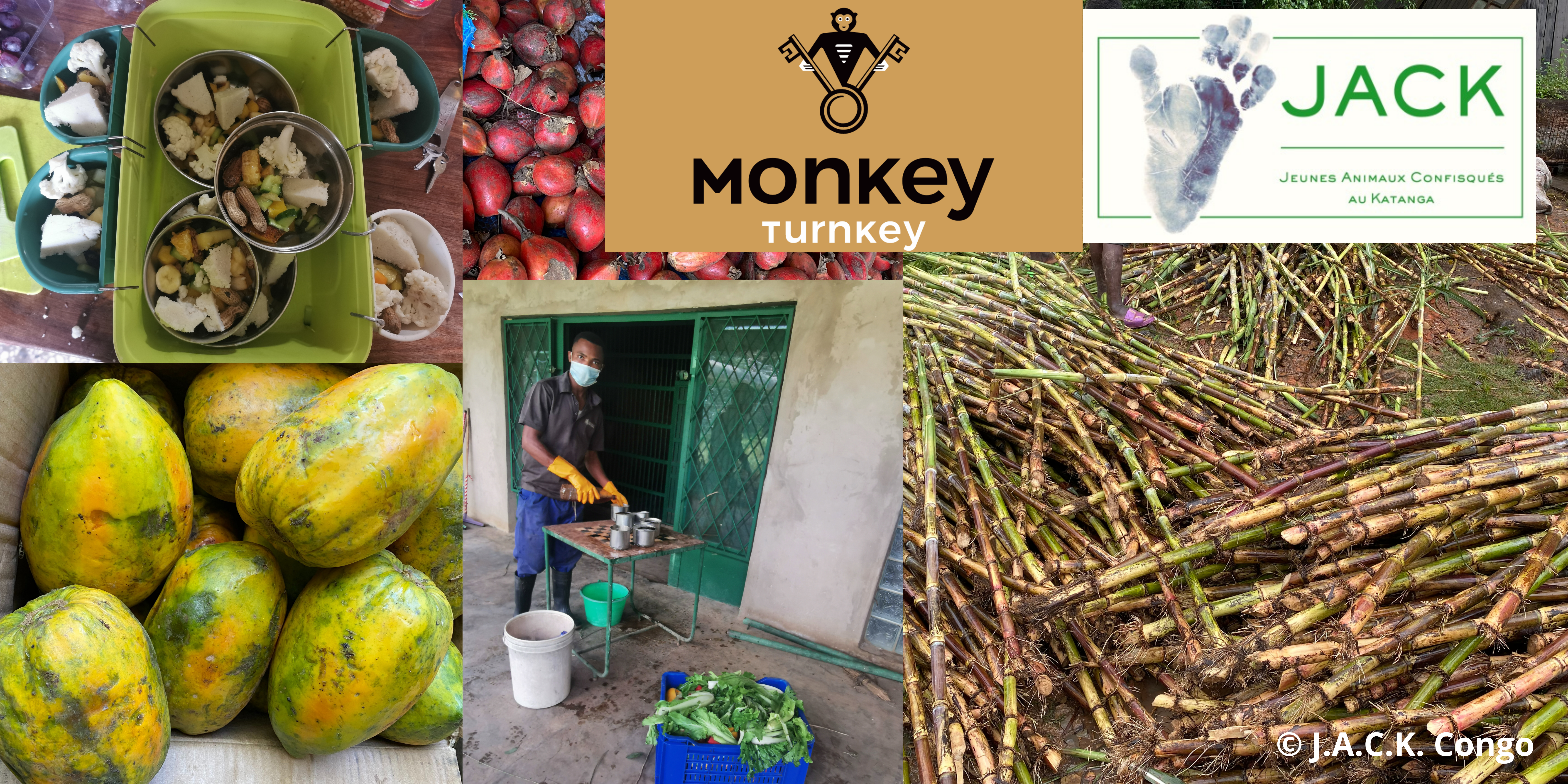 Monkey Turnkey is a vital aid to the J.A.C.K. sanctuary.