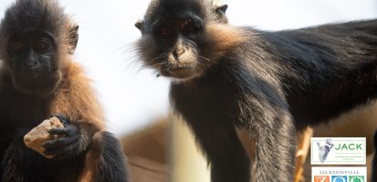 Thanks to JACKSONVILLE ZOO & GARDENS for the building of a nursery for young primates