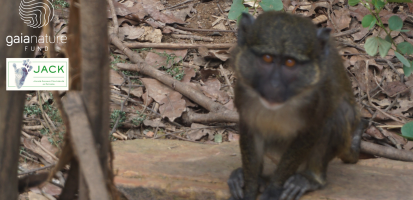 Thank You GAIA NATURE FUND for the building of an external enclosure for the swamp monkeys