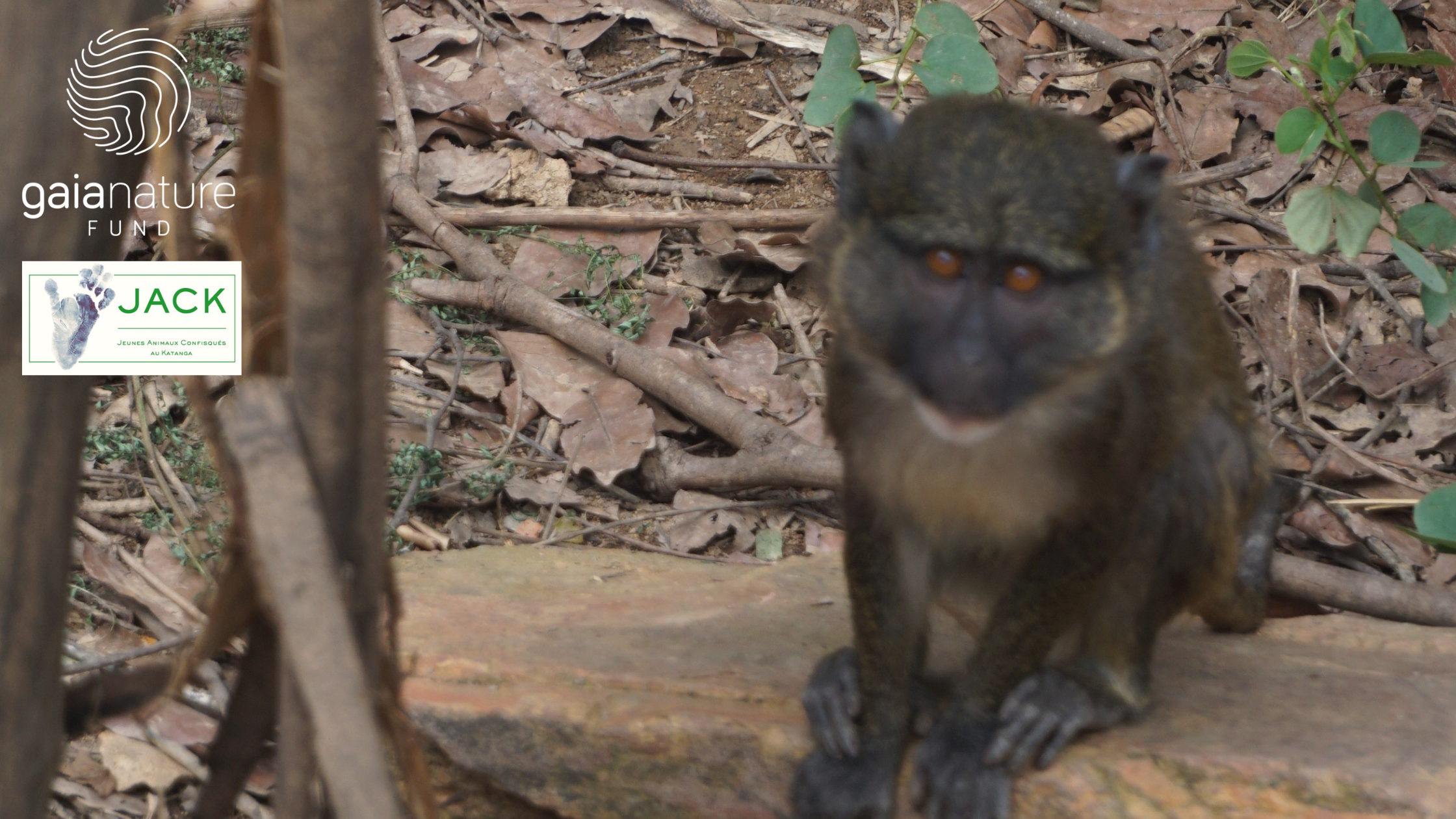 Thank You GAIA NATURE FUND for the building of an external enclosure for the swamp monkeys