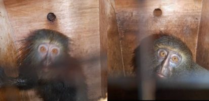 Largest Seizure of Monkeys in Africa Welcomed to J.A.C.K. Sanctuary in the Democratic Republic of Congo