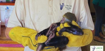 VETERINARY ASSESSMENT OF THE MONKEYS REPATRIATED FROM TOGO