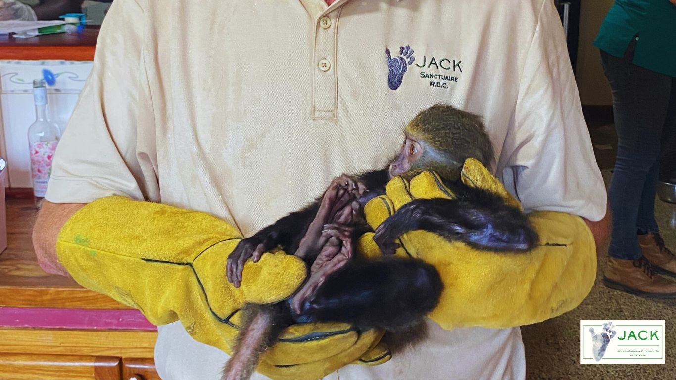 VETERINARY ASSESSMENT OF THE MONKEYS REPATRIATED FROM TOGO