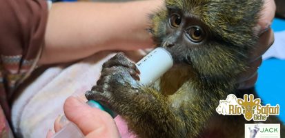 Thank you RIO SAFARI ELCHE for the building of a nursery for young primates