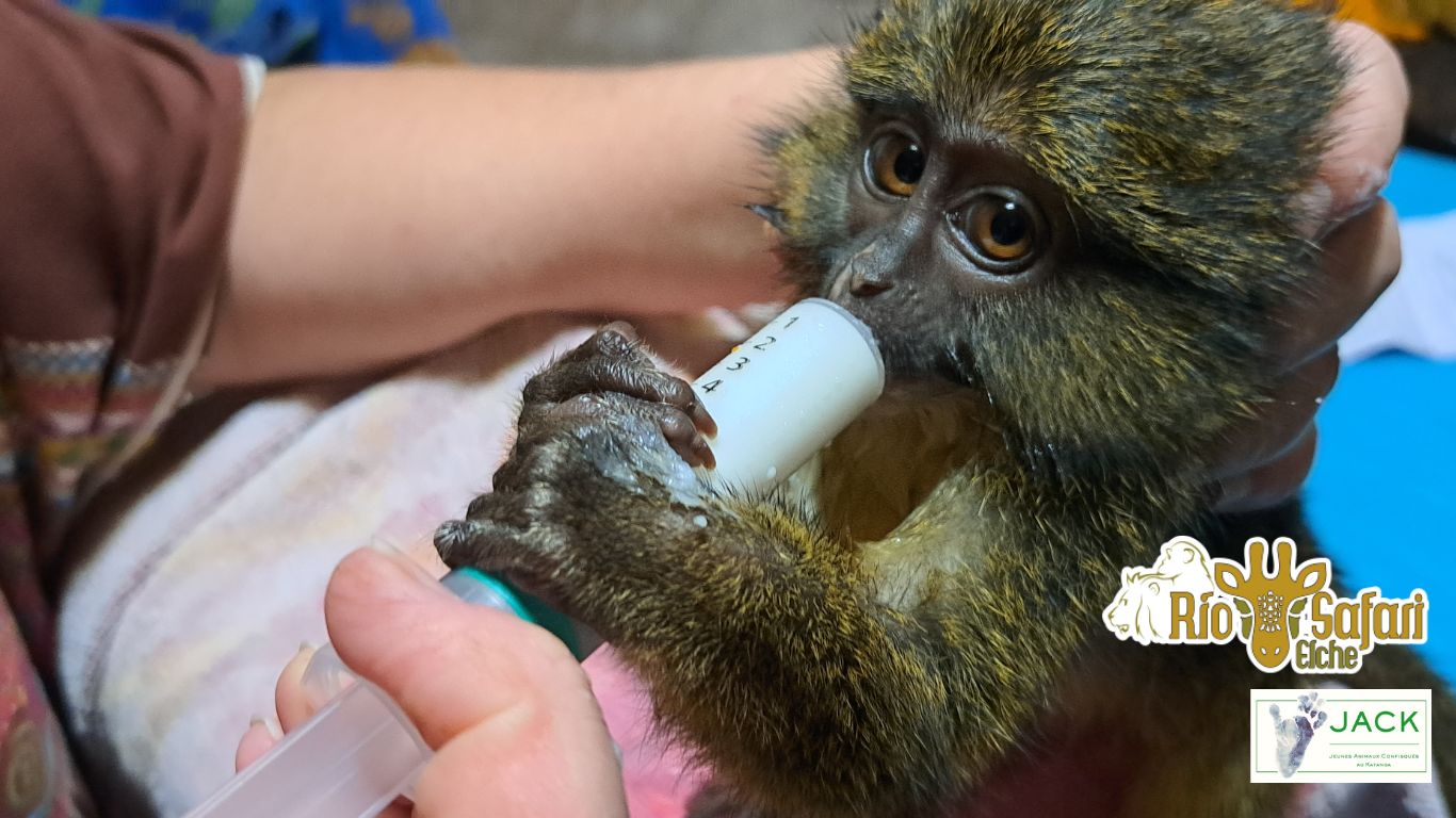 Thank you RIO SAFARI ELCHE for the building of a nursery for young primates