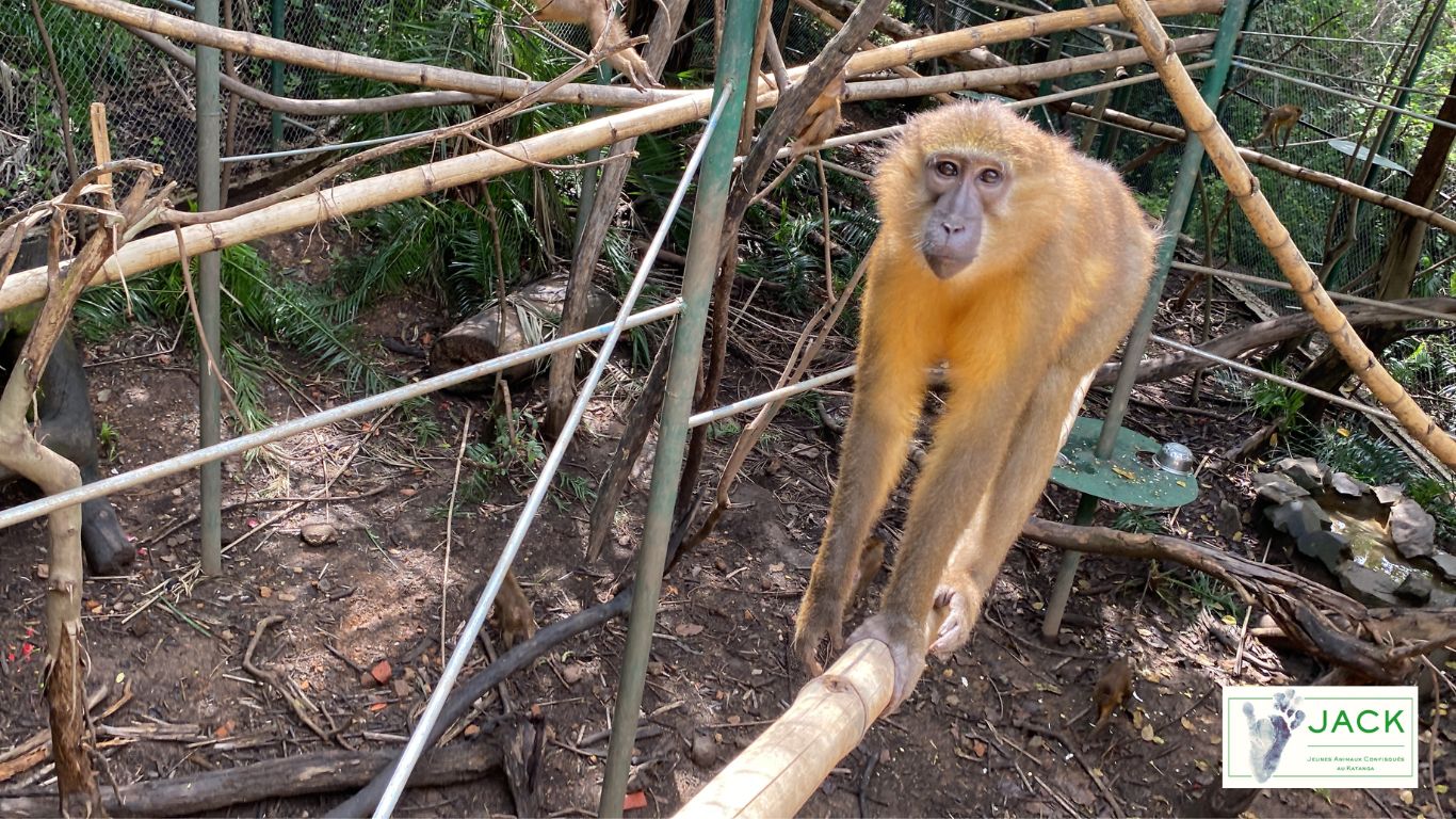 Repatriation of the 20 monkeys confiscated in Zimbabwe: 3 years later