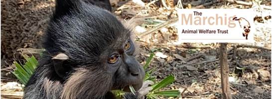 MARCHIG TRUST – A Vital Step Forward for Mangabeys