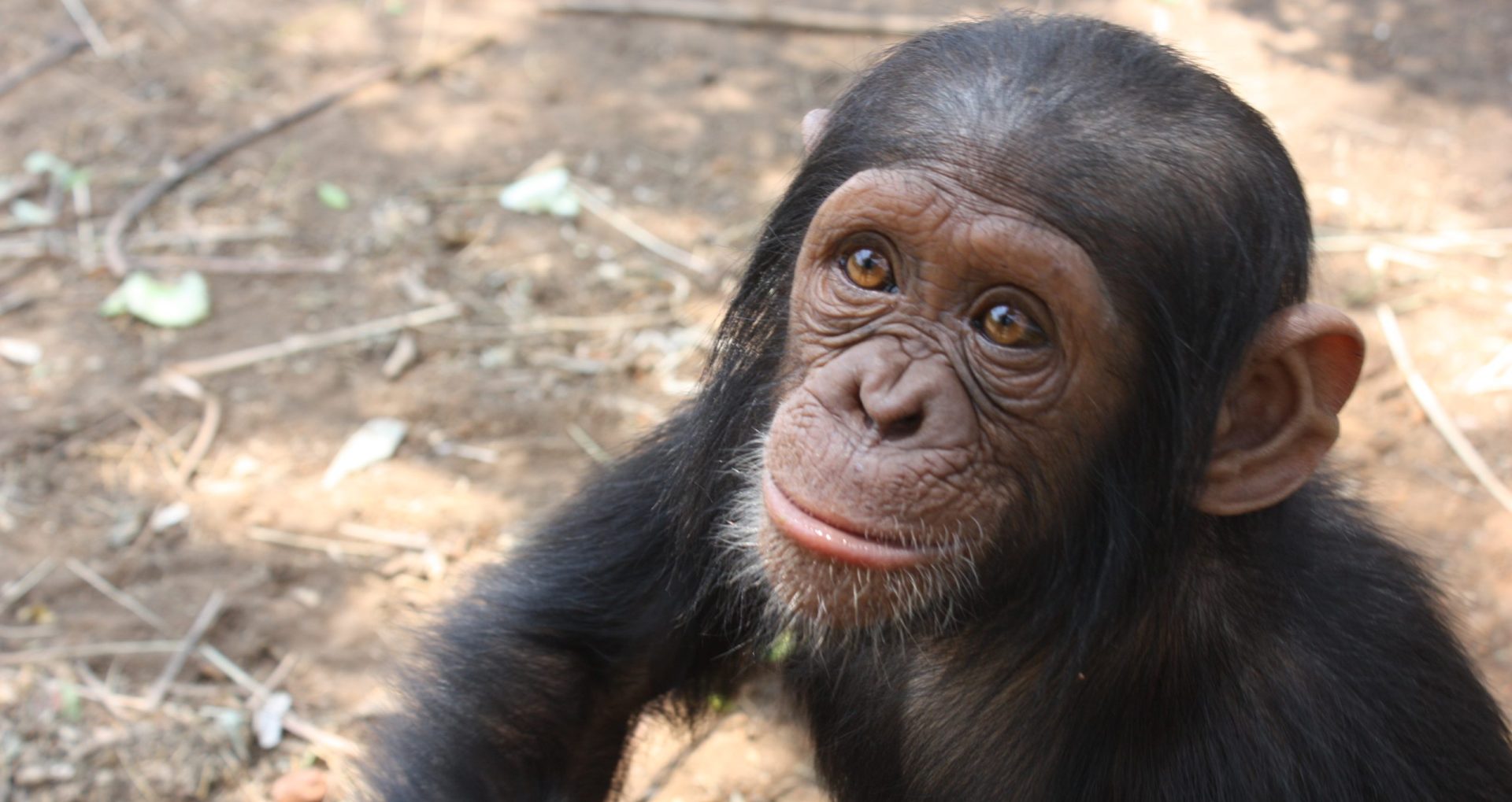 New Chimp Ambassadors for Easter