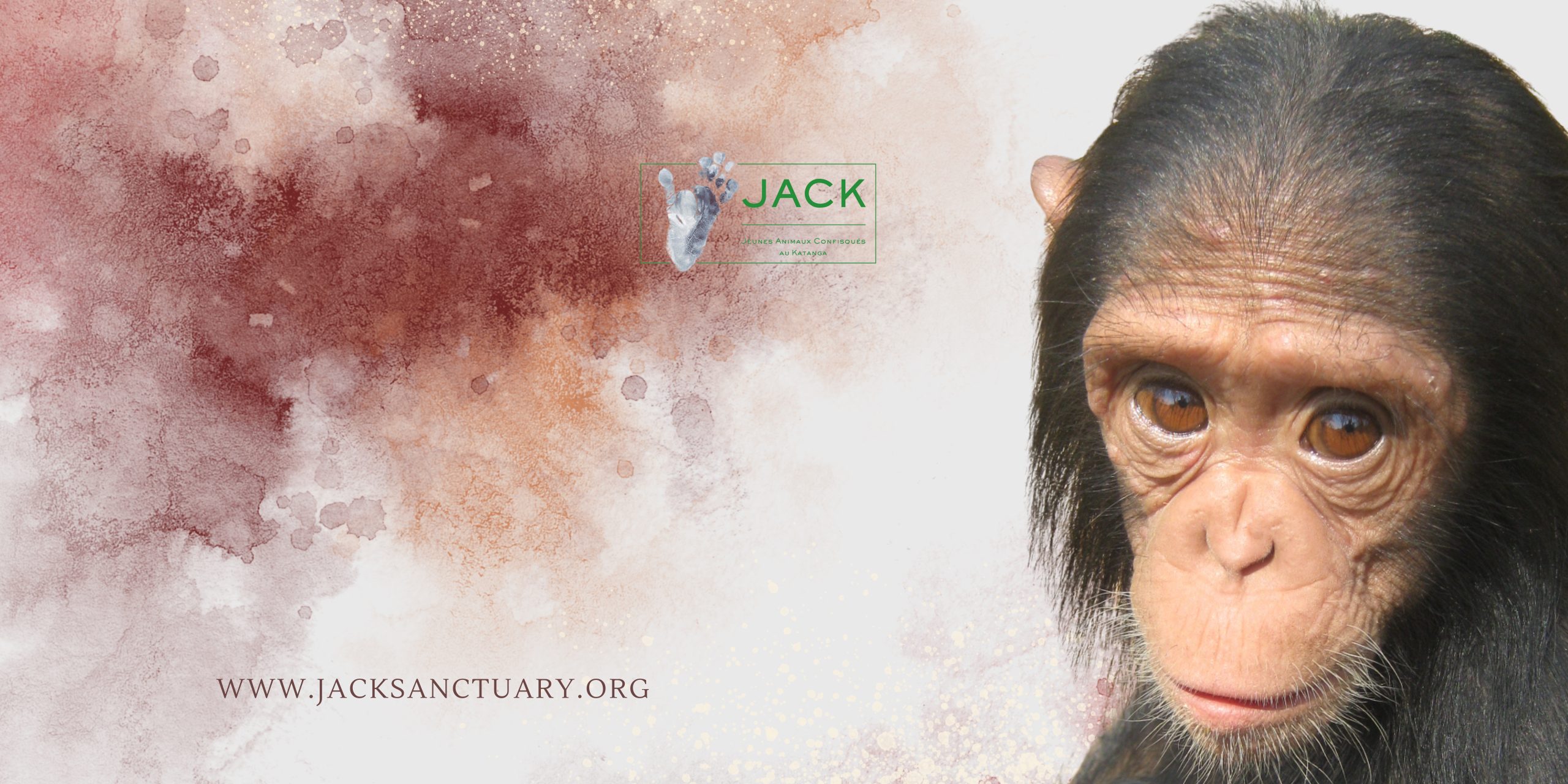 J.A.C.K. (Jeunes Animaux Confisqués au Katanga)