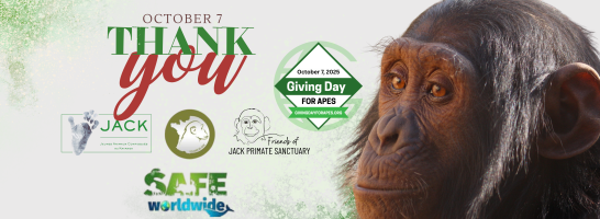 GIVING DAY FOR APES – your trust makes the difference